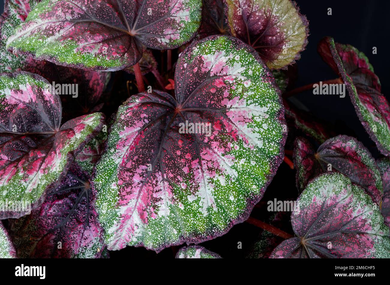 primo piano di colorate foglie di begonia di viola e verde Foto Stock