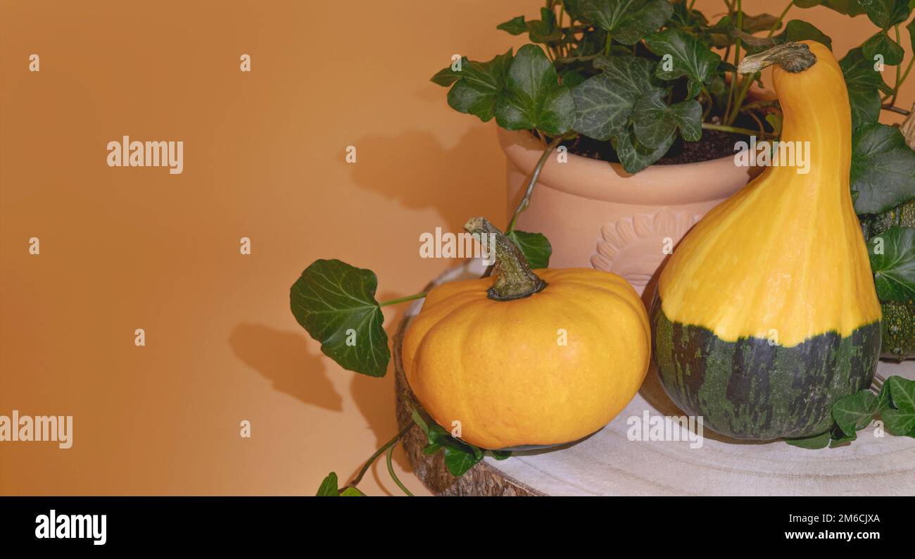Tre zucche decorative e una pianta in vaso. Su sfondo terracotta, copia spazio su un piedistallo di legno Foto Stock