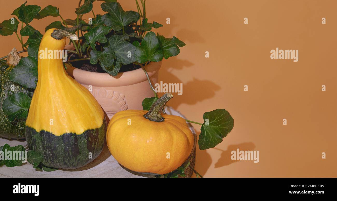 Tre zucche decorative e una pianta in vaso. Su un cavalletto in legno, su uno sfondo in terracotta Foto Stock