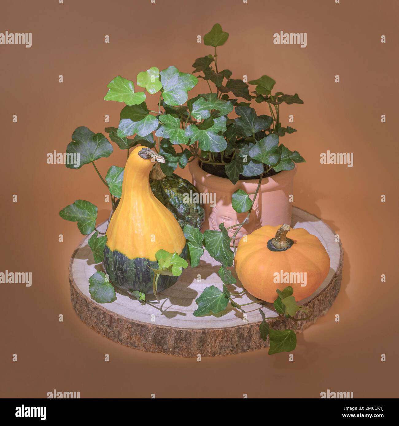 Due zucche decorative e una pianta in vaso. Su un cavalletto in legno, su uno sfondo in terracotta Foto Stock
