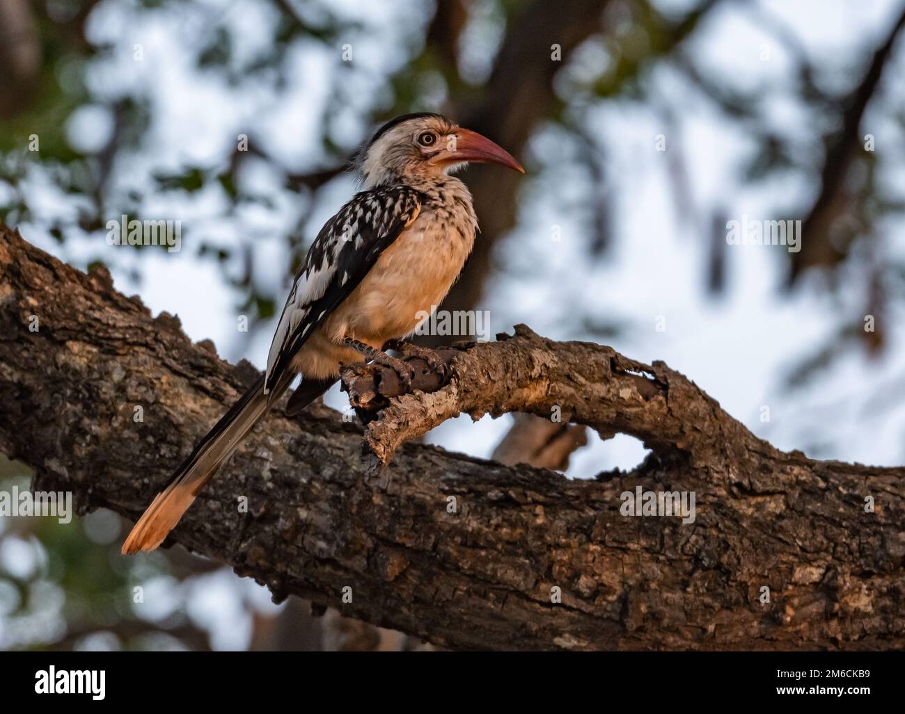 Un Hornbill (Tockus rufirostris) con fattura rossa meridionale arroccato su un albero. Kruger National Park, Sudafrica. Foto Stock