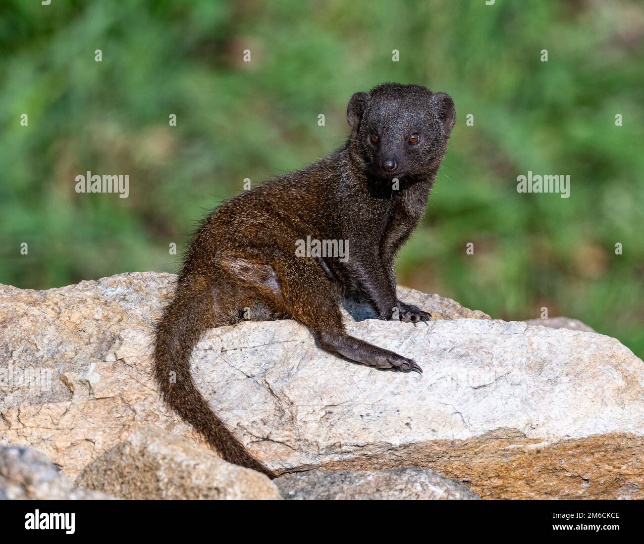 Una Mongoose nana comune (Helogale parvula) seduta su una roccia. Kruger National Park, Sudafrica. Foto Stock