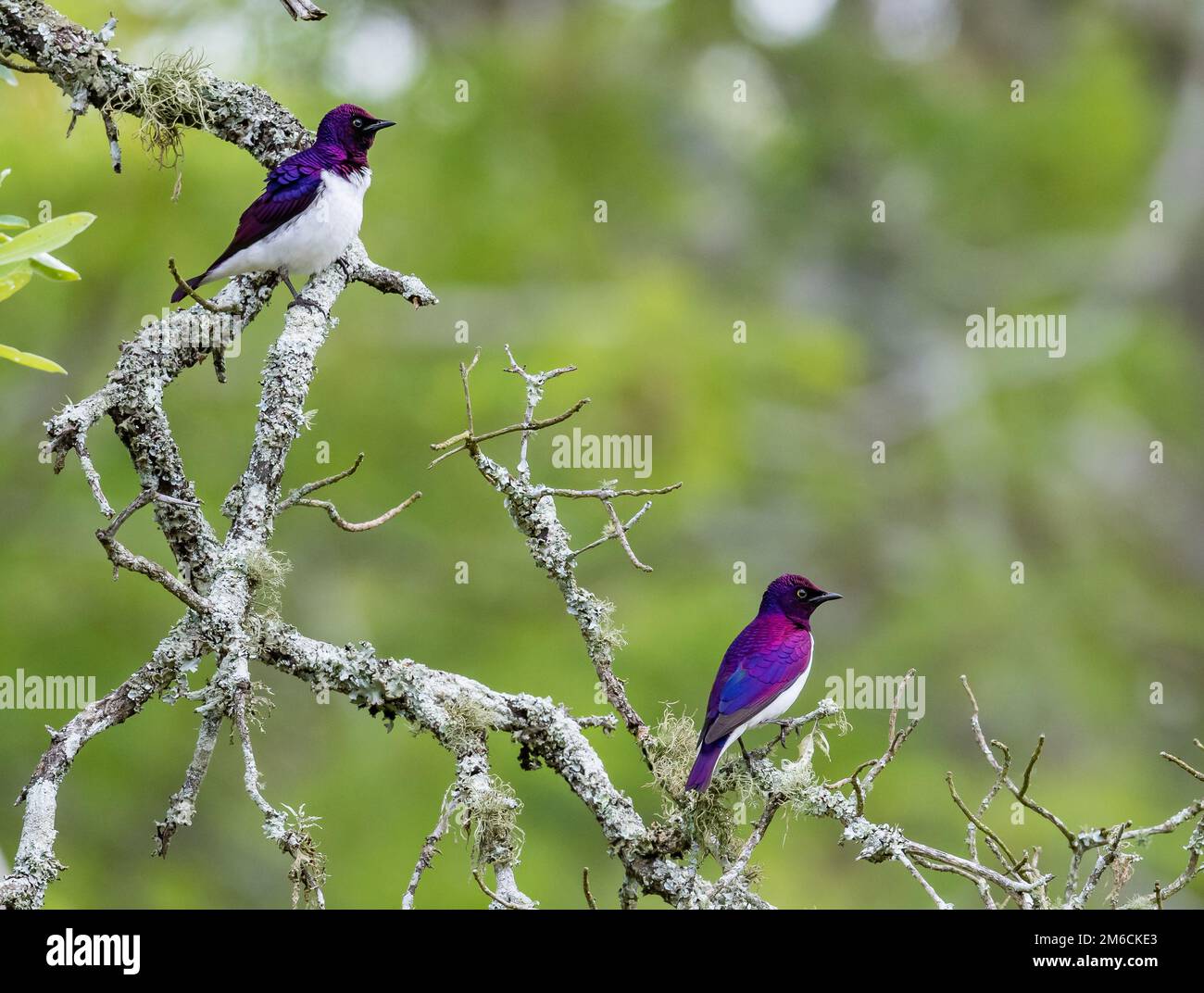 Due stellings maschi con dorso violetto (Cinnyricinclus Leucogaster) arroccati su un albero. Kruger National Park, Sudafrica. Foto Stock
