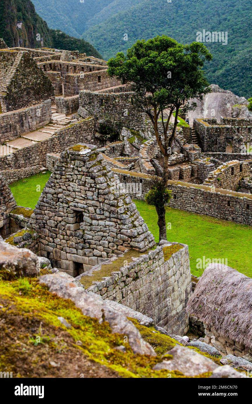 Un albero in antiche rovine Inca. Foto Stock