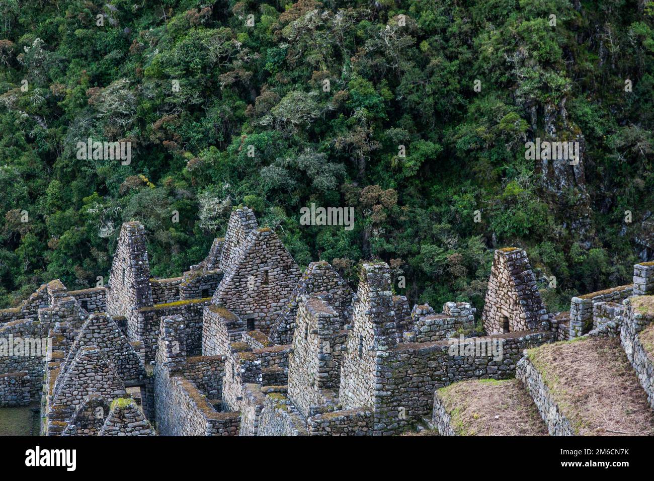 Città Inca rovine e la giungla. Foto Stock