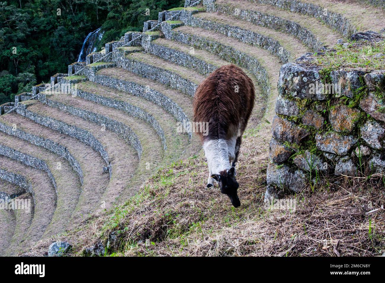 Llama in una terrazza di allevamento sul cammino degli Inca alla scoperta di Machu Picchu. Foto Stock