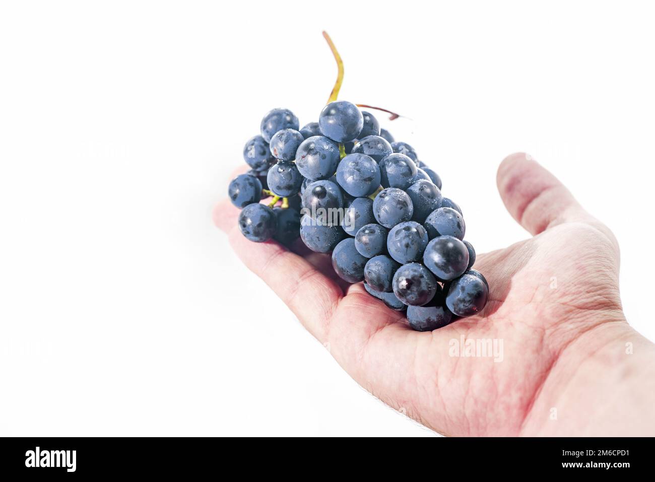 Uva cruda scura isolata su fondo bianco. Astrazioni autunnali. Foto Stock