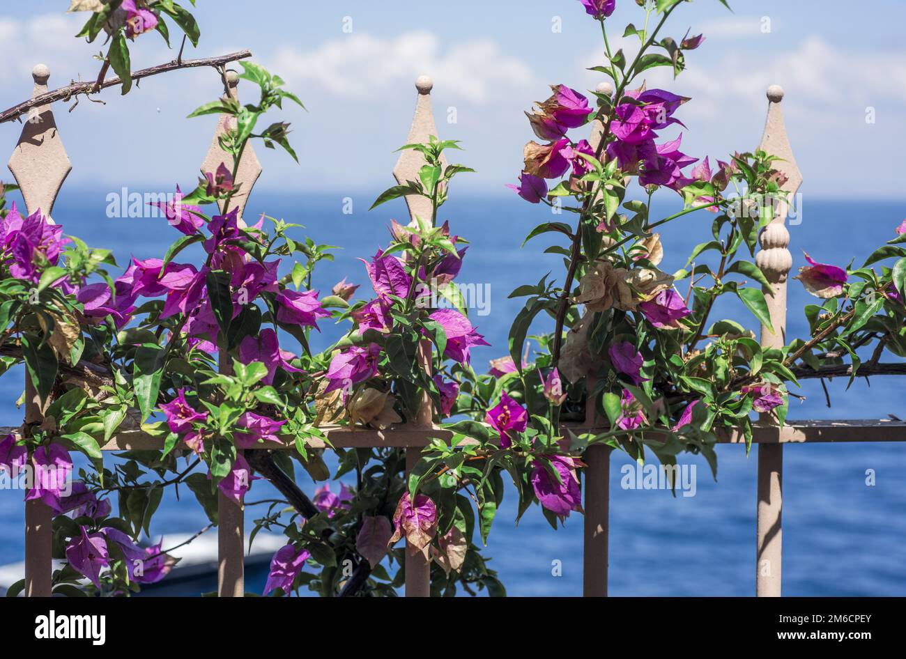 Piccoli fiori viola. Estate giorno di sole. Foto astratta della natura. Foto Stock