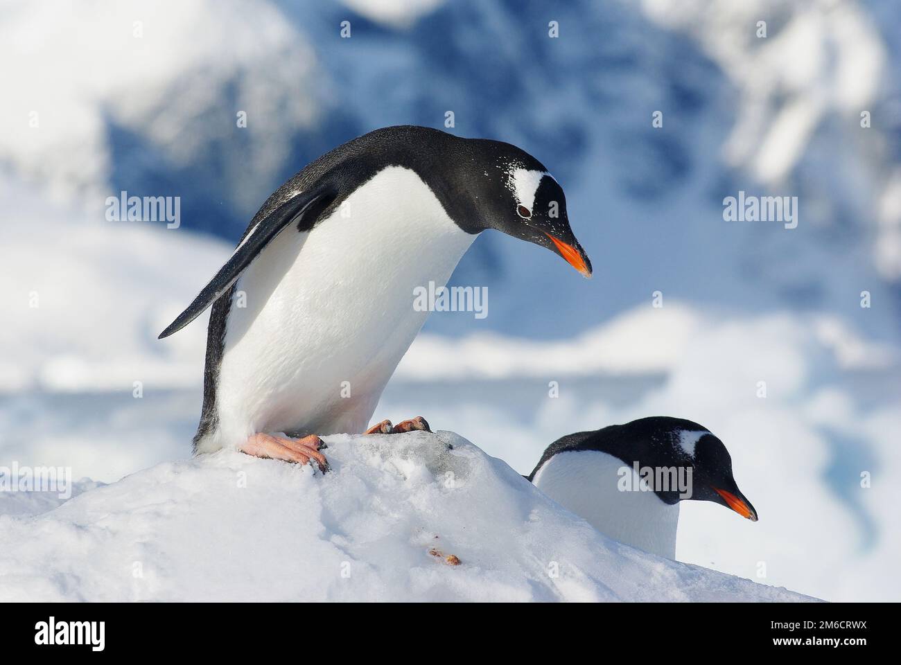 Pinguino gentoo che si trova sul bordo di un galleggiante di ghiaccio e si prepara a saltare fuori da esso Foto Stock