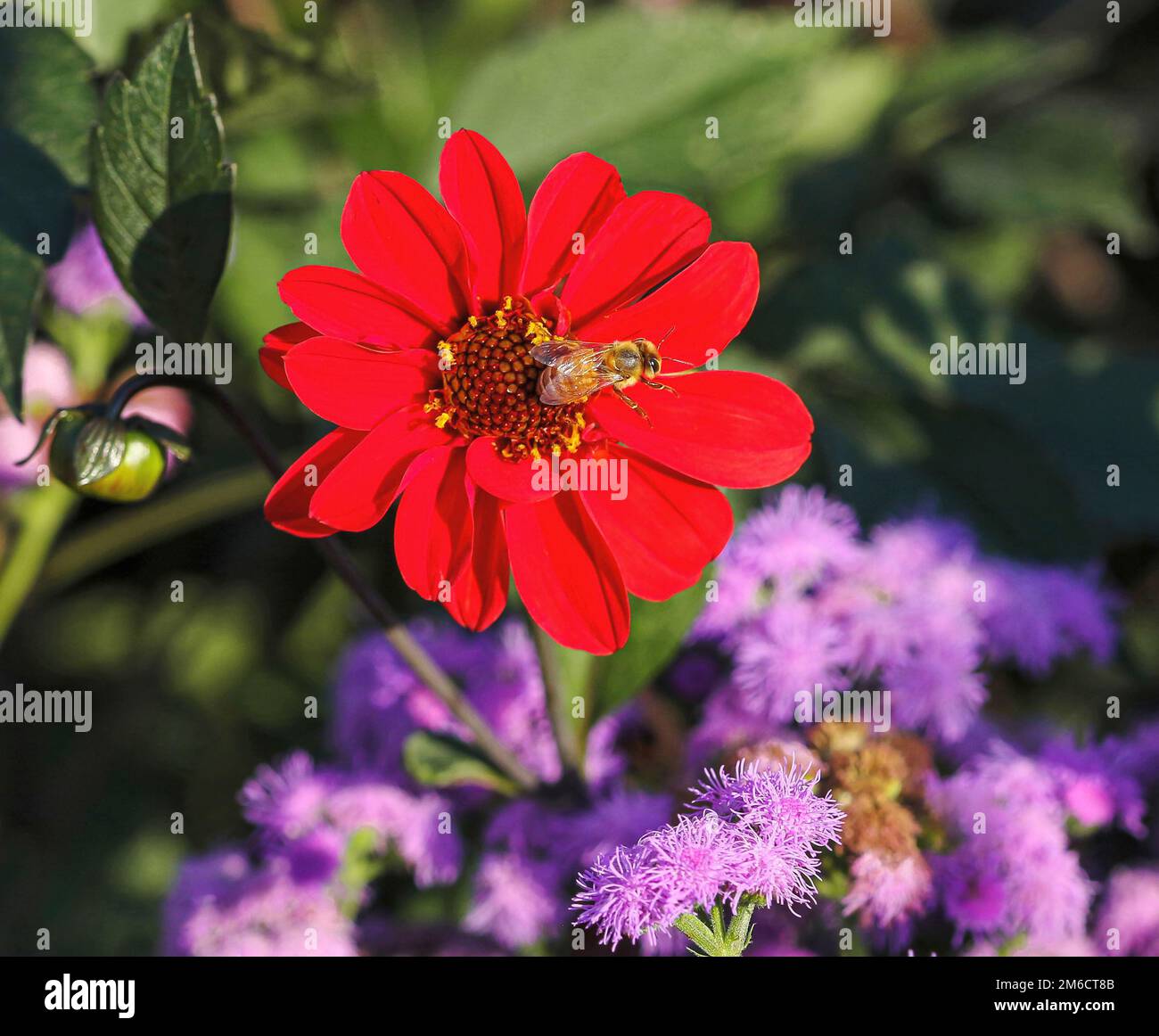 Un'ape dorata e di colore chiaro vola fuori da un grazioso fiore rosso di Zinnia sfalsato dai fiori di Ageratum o di filo di seta colorati di lavanda. Foto Stock