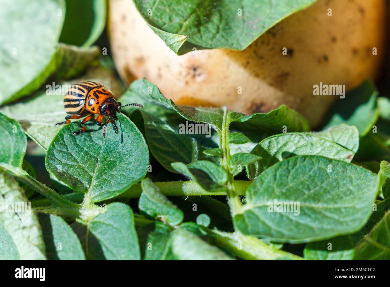 Un coleottero di patate Colorado arancione con strisce nere siede su una foglia verde di una patata e la mangia. Foto Stock