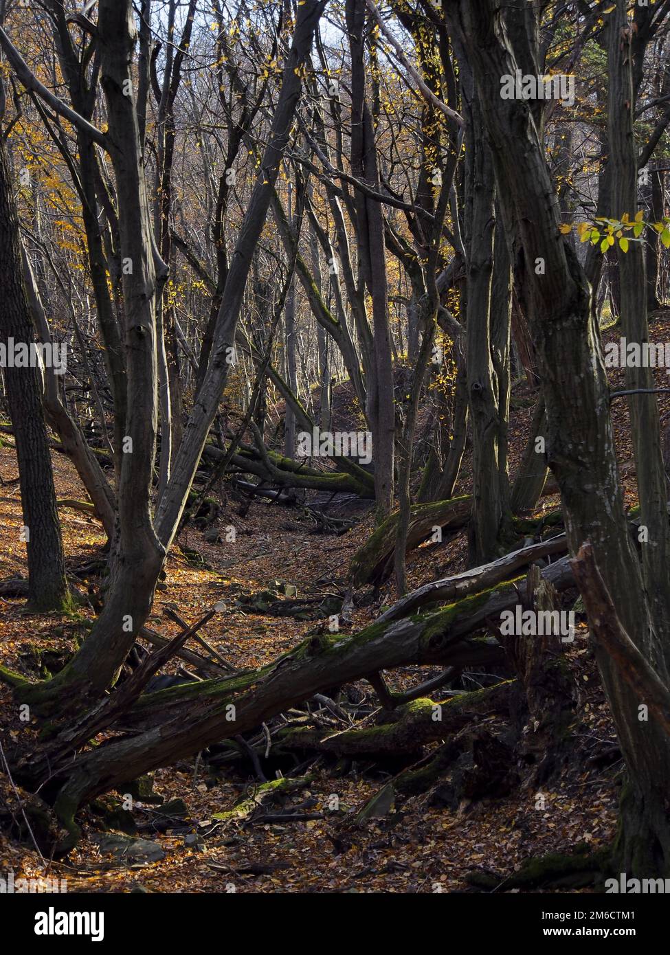 Foresta naturale 3 Foto Stock