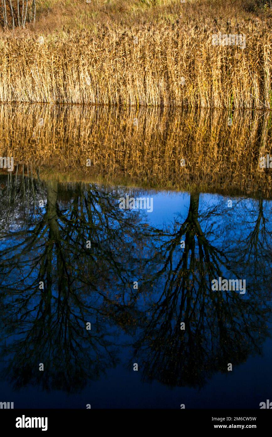 Paesaggio autunnale con alberi colorati, erba gialla e fiume. Riflessione nel fiume Foto Stock Paesaggio autunnale con alberi colorati, erba gialla e fiume. Riflessione nel fiume Foto Stock