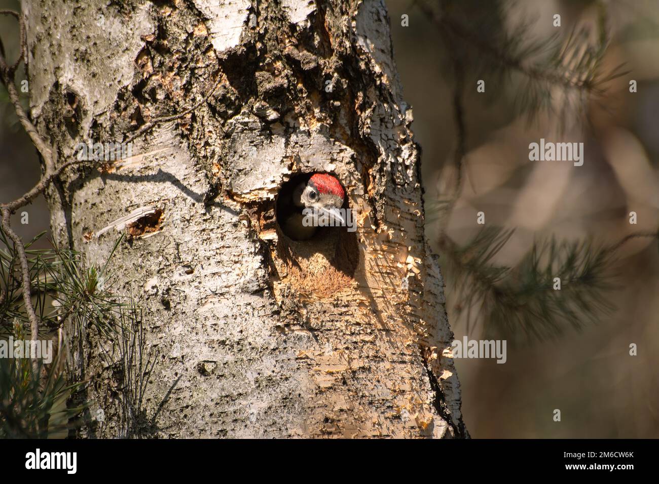 Giovane picchio (Dendrocopos Major) in un albero cavo Foto Stock