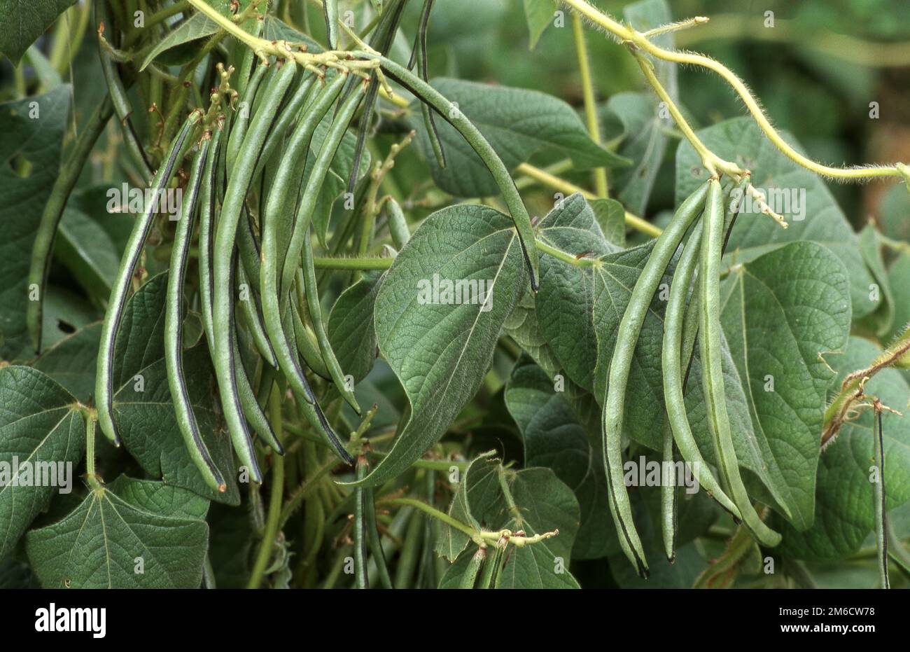 BACCELLI MATURI DI RISO (VIGNA UMBELLATA) PRONTI PER LA RACCOLTA. AUSTRALIA. Foto Stock