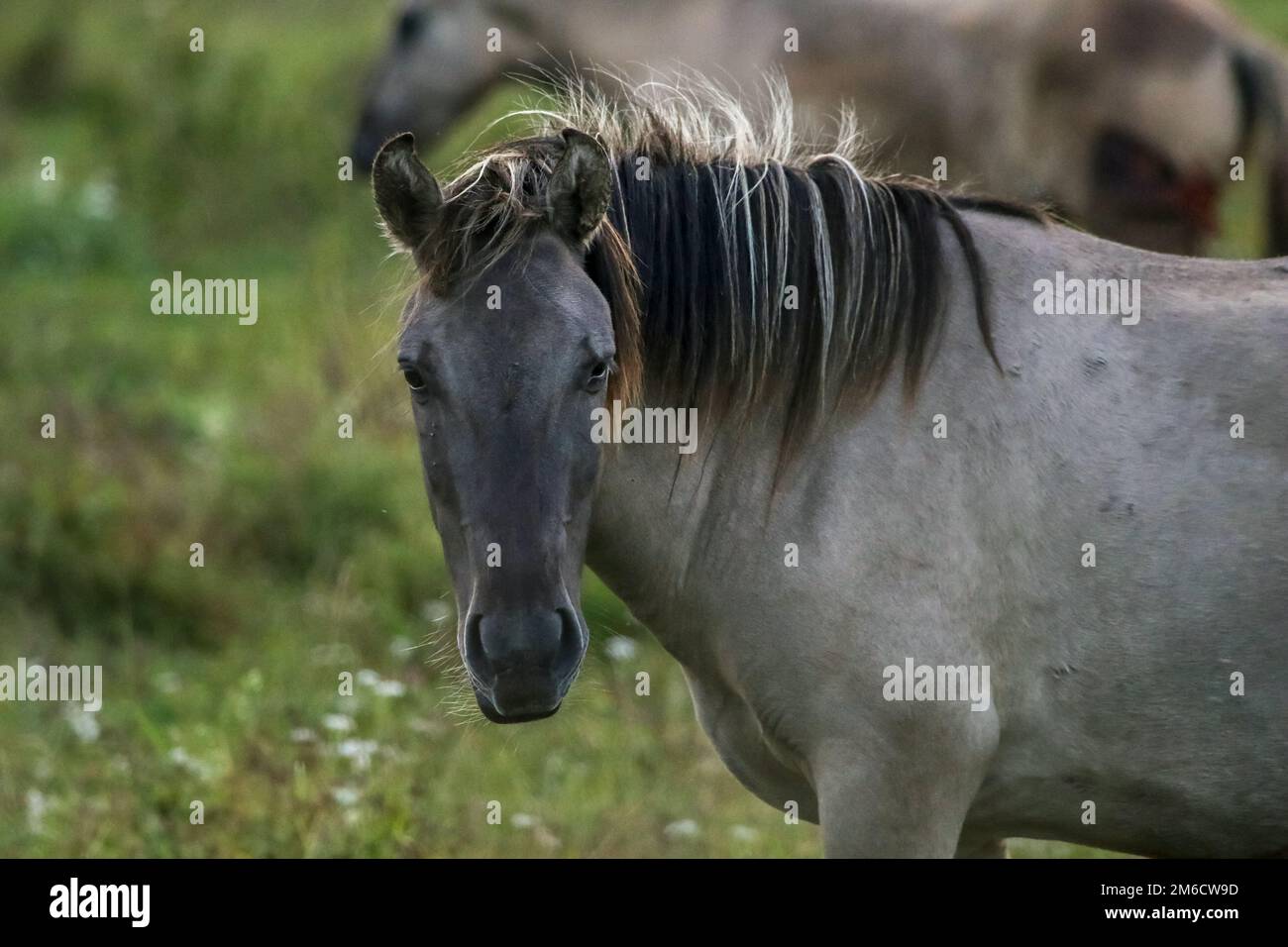 Ritratto di cavallo pascolo nel prato su mattina d'estate nebbia. Foto Stock