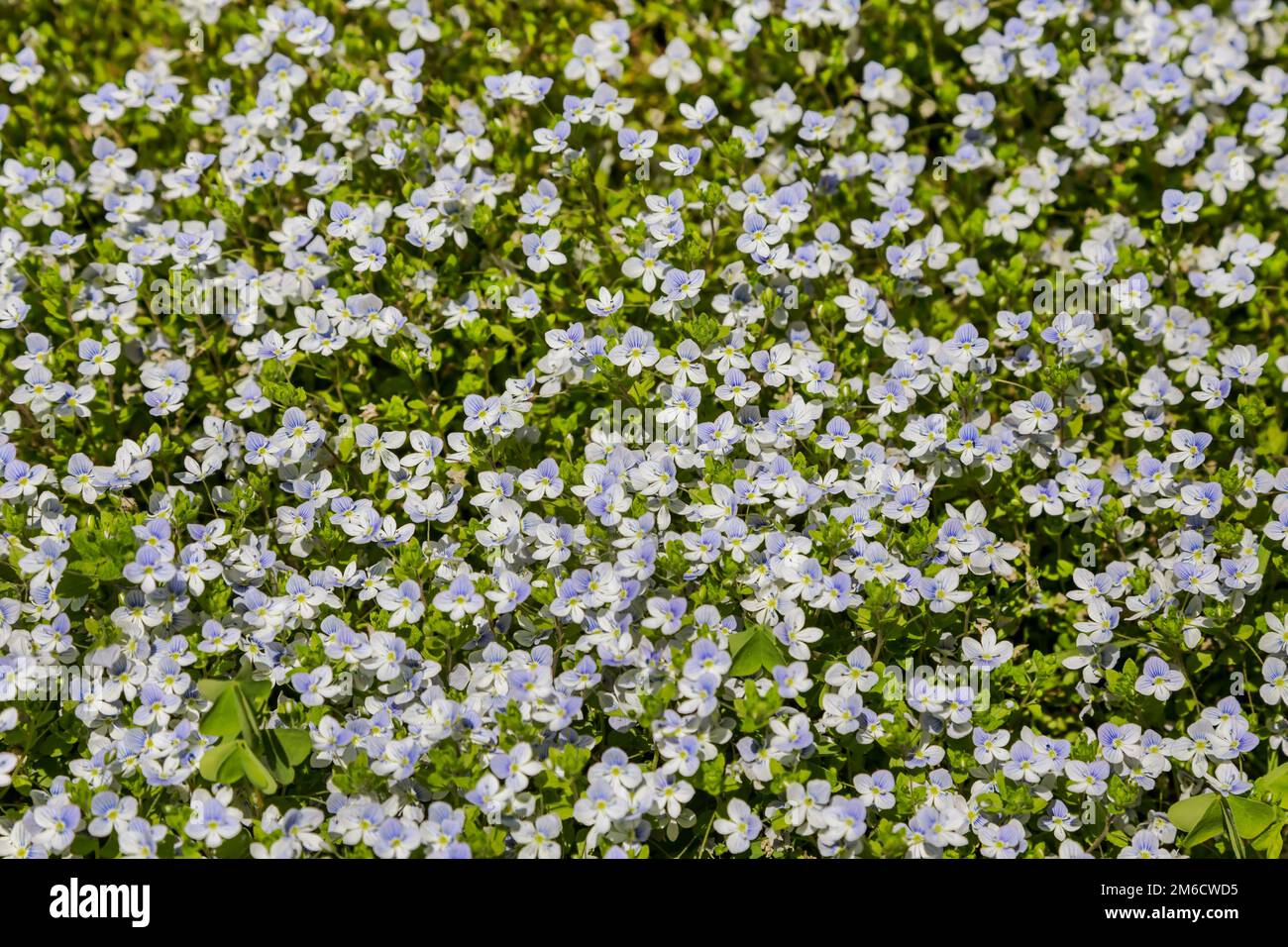 Sfondo a cornice di piccoli fiori blu chiaro in un giardino Foto Stock