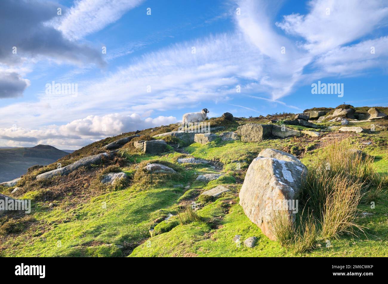 Pecore che vagano su terreni rocciosi in pendenza vicino a Bamford Edge nel Peak District National Park, Derbyshire, Inghilterra, Regno Unito Foto Stock