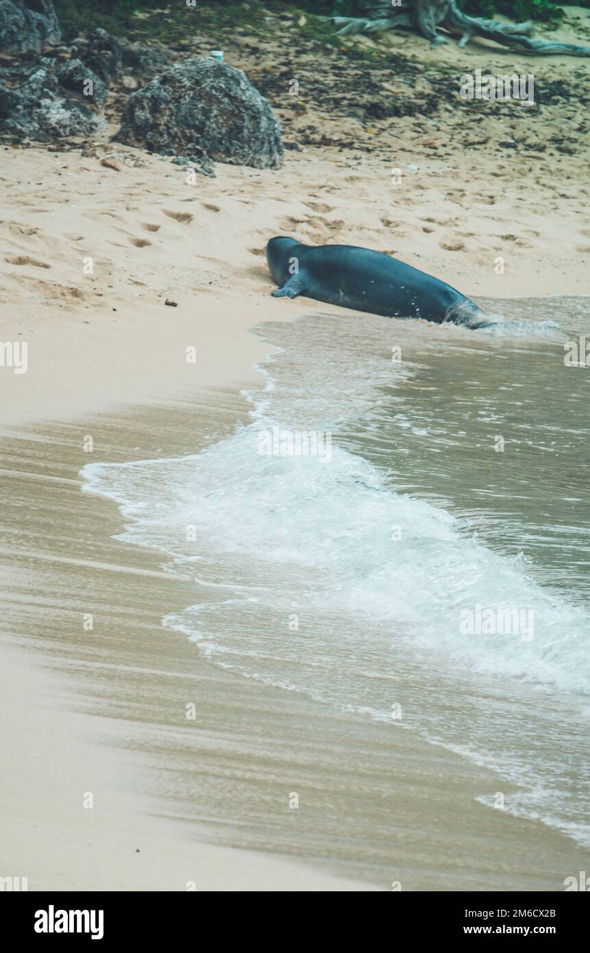 Le foche monaci escono dall'acqua alle Hawaii, negli Stati Uniti. Foto Stock