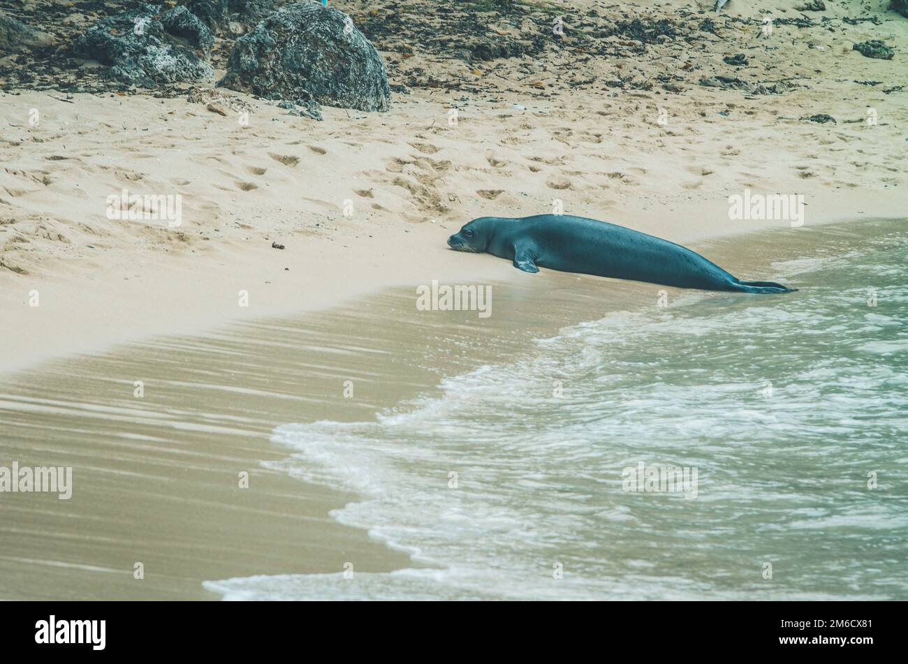 Le foche monaci escono dall'acqua alle Hawaii, negli Stati Uniti. Foto Stock