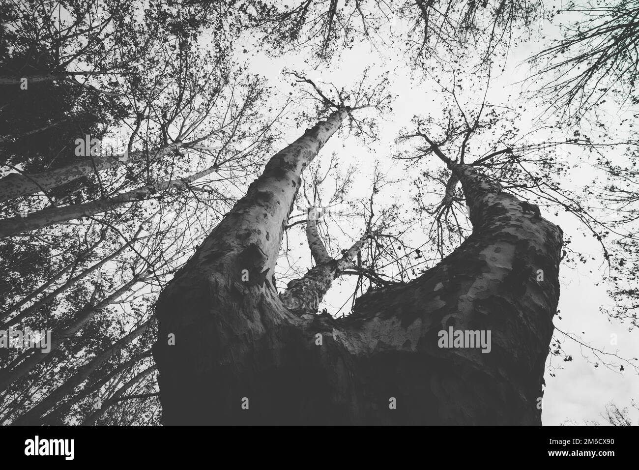 Rami di albero che crescono verso il cielo in piazza Cruz, Pamplona, Foto Stock