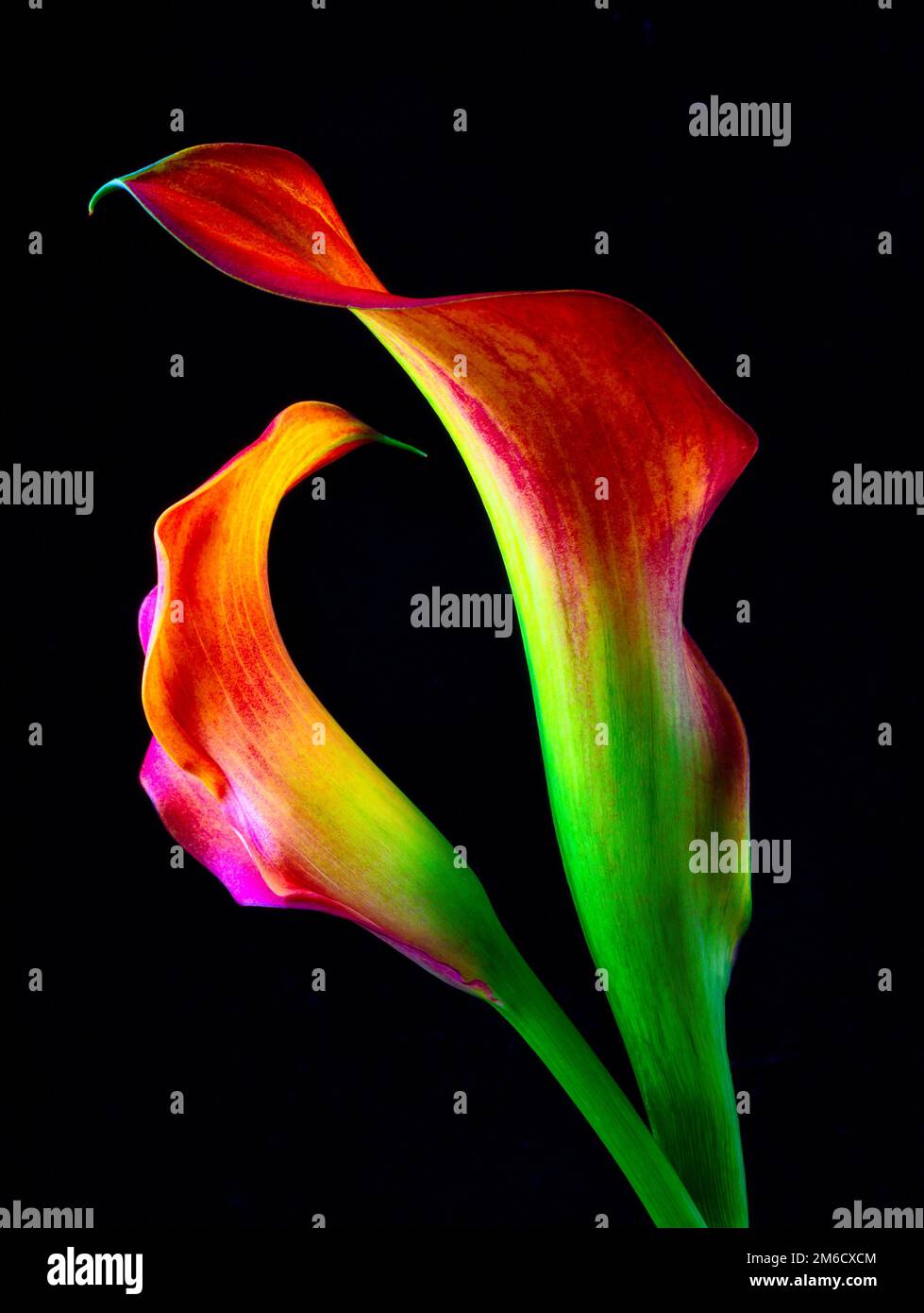 Calla Lily Lily Lovers Foto Stock