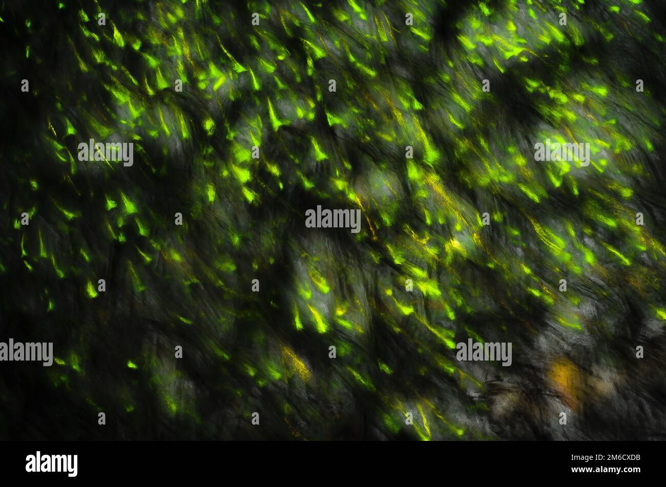 Tadpoles verde Foto Stock