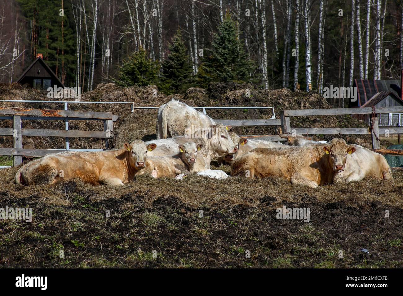 Mucche in fattoria sul paddock in Lettonia Foto Stock