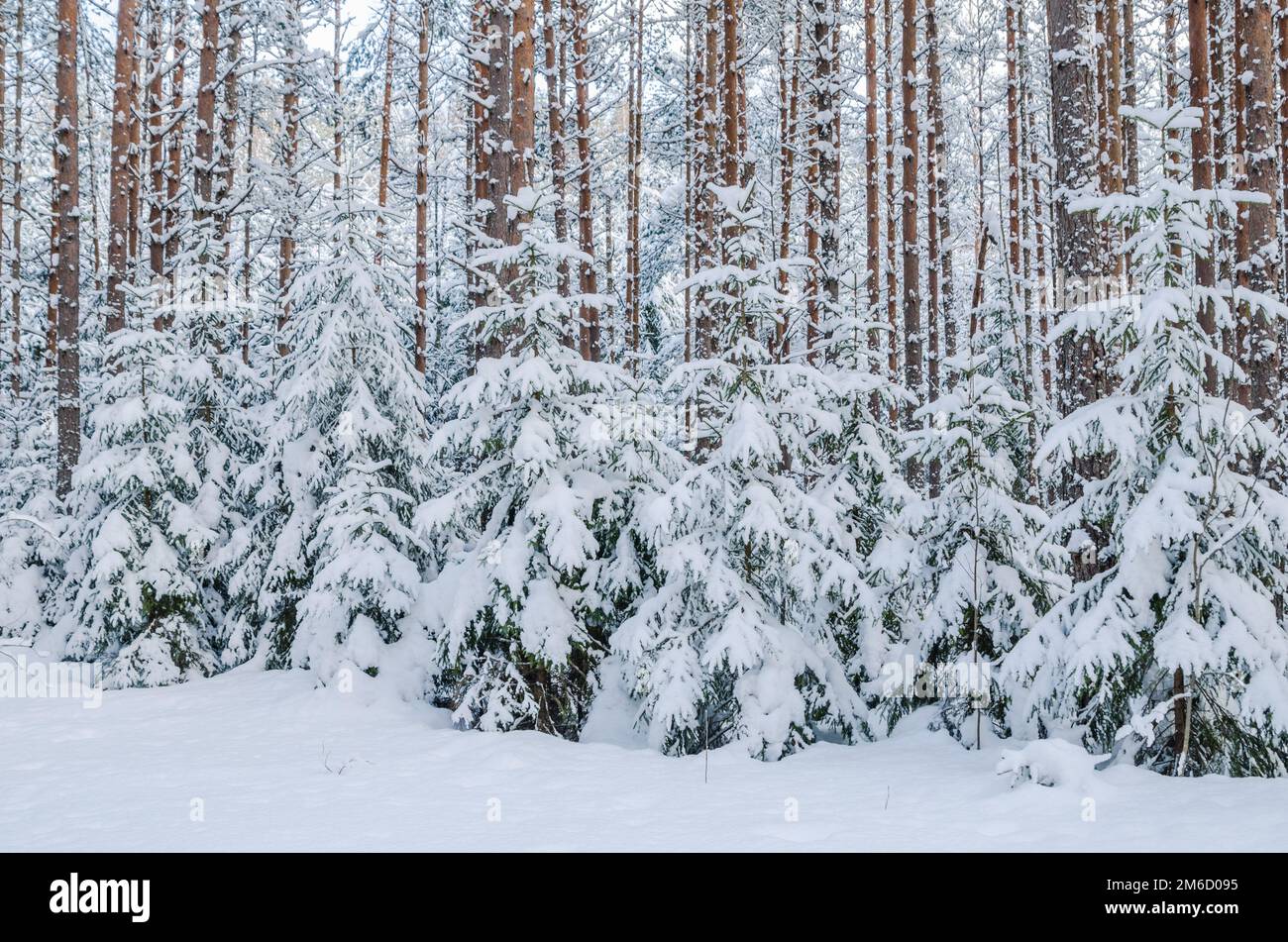 Abeti e pini nella foresta dopo la nevicata Foto Stock