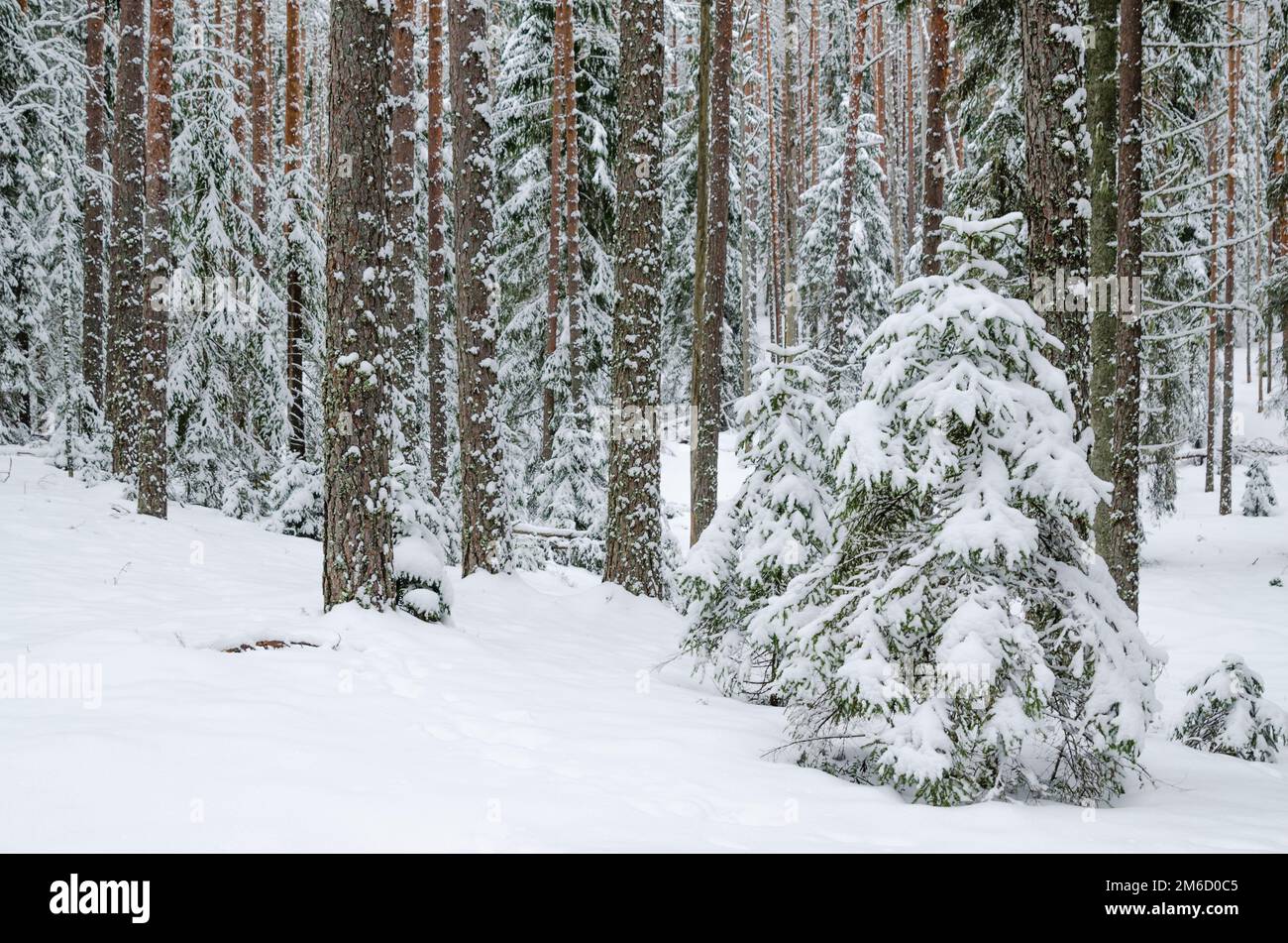 Abeti e pini nella foresta dopo la nevicata Foto Stock