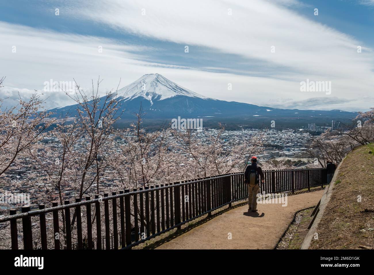 Passeggiata turistica sul lungomare fiancheggiato da ciliegi in fiore. Mt. Fuji in lontananza. Giappone. Foto Stock