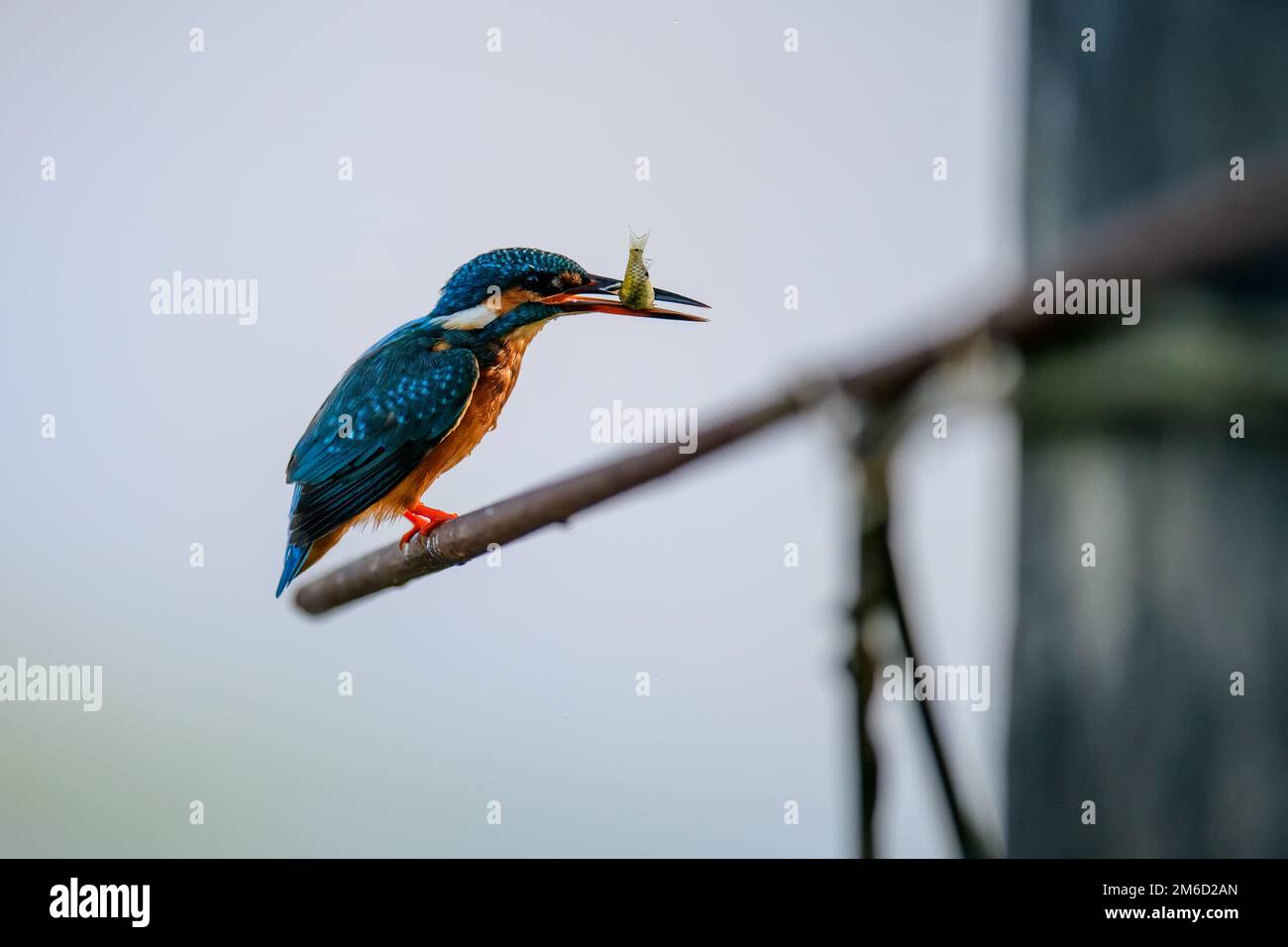 Osserva la grazia impavida dei pescatori indiani che conquistano la caccia, catturando l'emozionante spettacolo della natura Foto Stock