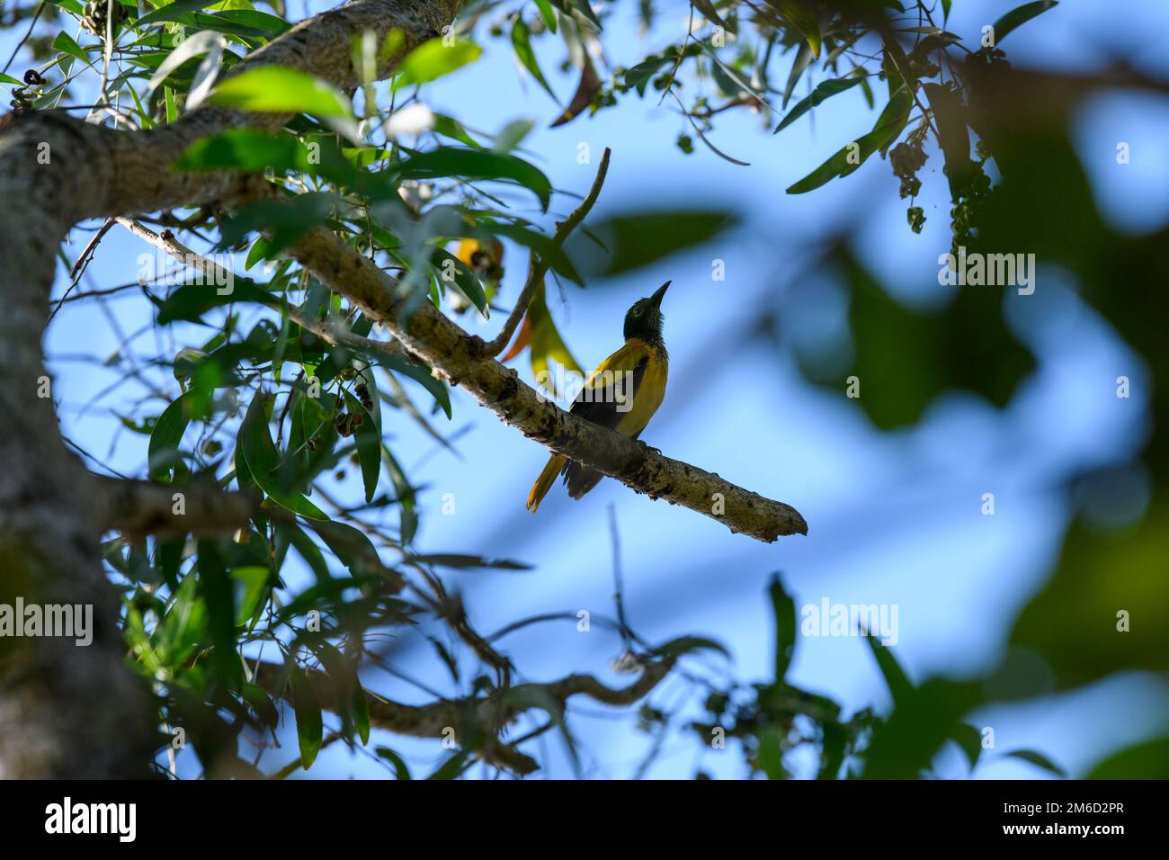 oriole d'oro, in estate con sfondo verde sfocato. Vibrante uccello giallo seduto in cima all'albero nella natura. Foto Stock