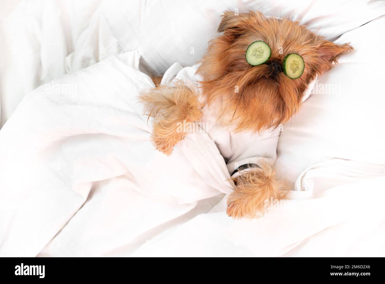 griffon bruxelles rosso cane, riposato dai trattamenti termali sul viso con cetriolo, coperto da una coperta, in un accappatoio. Foto di alta qualità Foto Stock