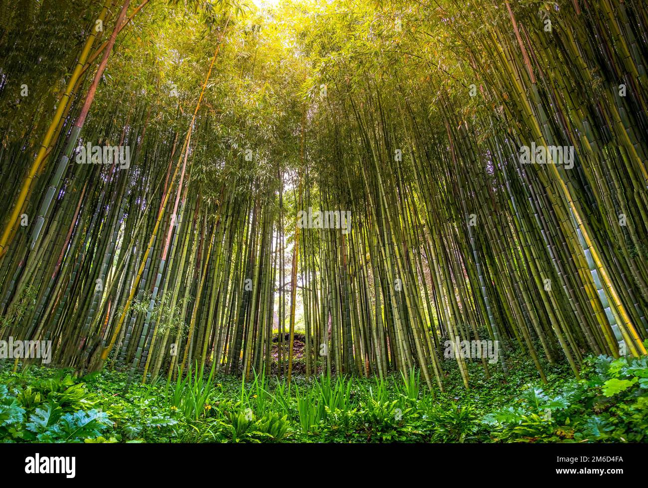 Fitta foresta di boschetti zen di bambù i raggi del sole filtrano attraverso gli alberi in boschetti zen Foto Stock