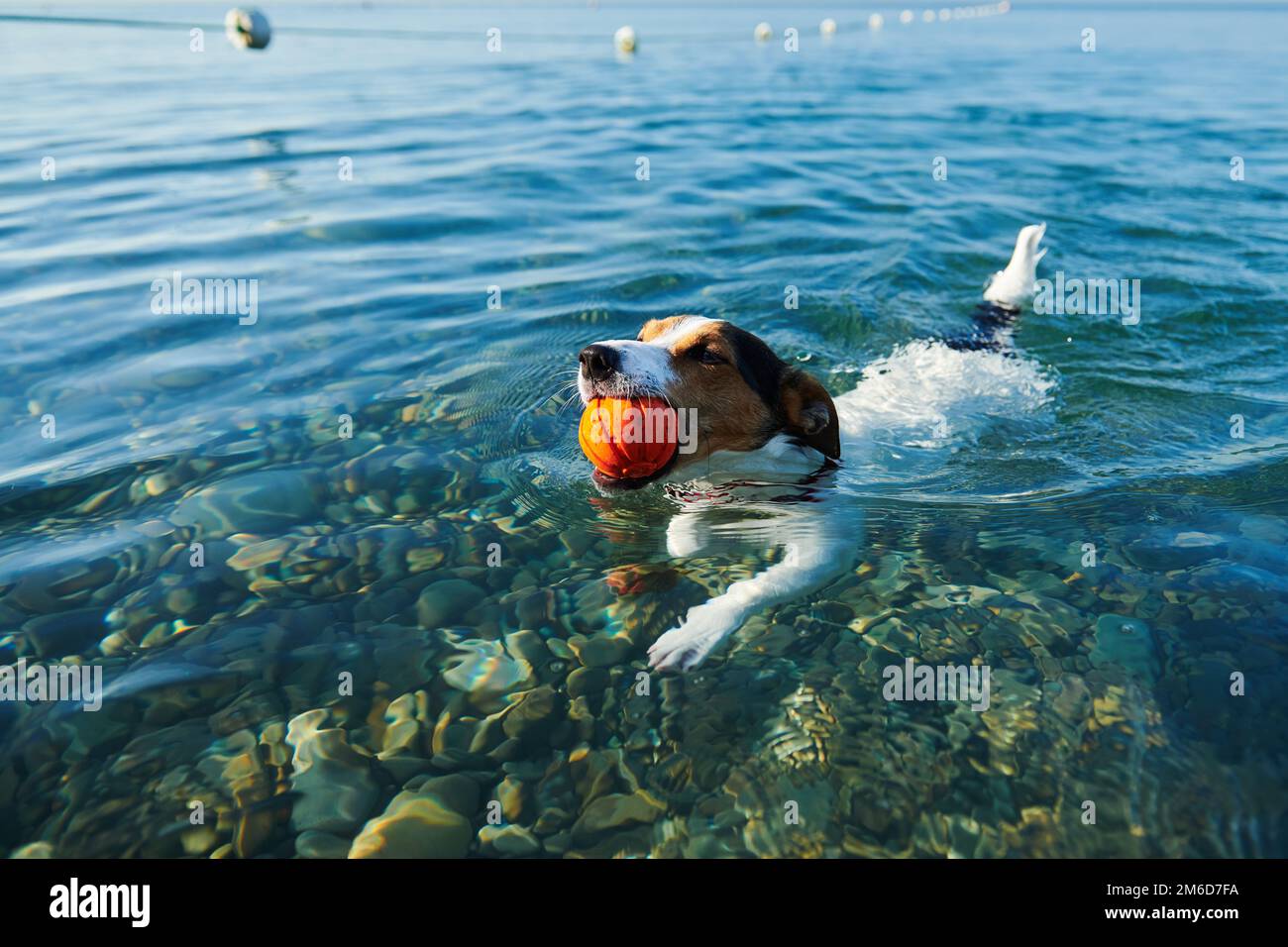 Cane nuoto tenendo palla in bocca Foto Stock