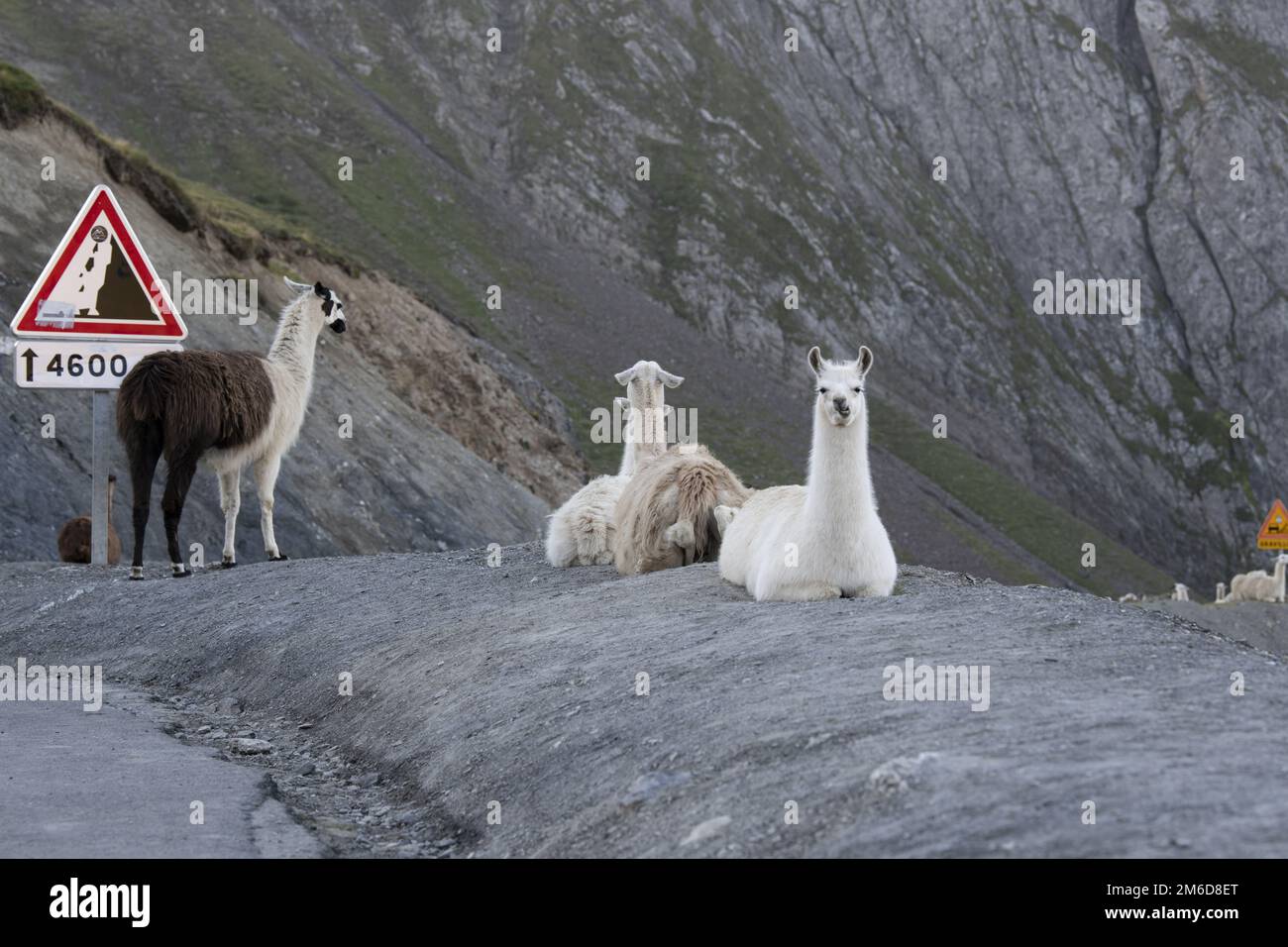 Una mandria di Llamas sul famoso sito Tour de France, Foto Stock