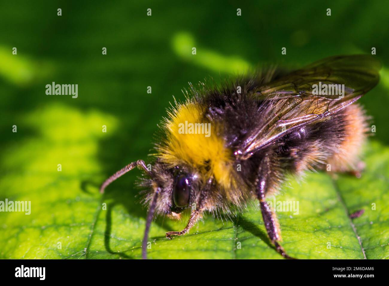 Foto macro Bumblebee su foglia Foto Stock