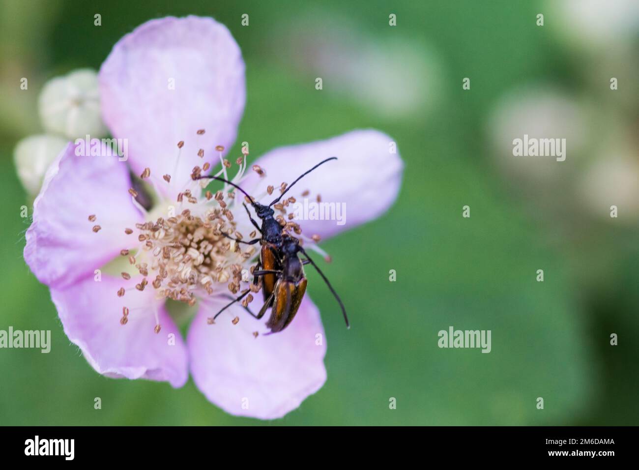 Due piccoli coleotteri di longhorn che si accoppiano Foto Stock