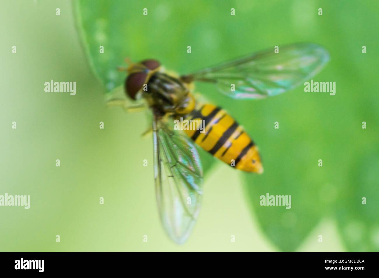 Volare con il mouse come un'ape sulla foglia Foto Stock