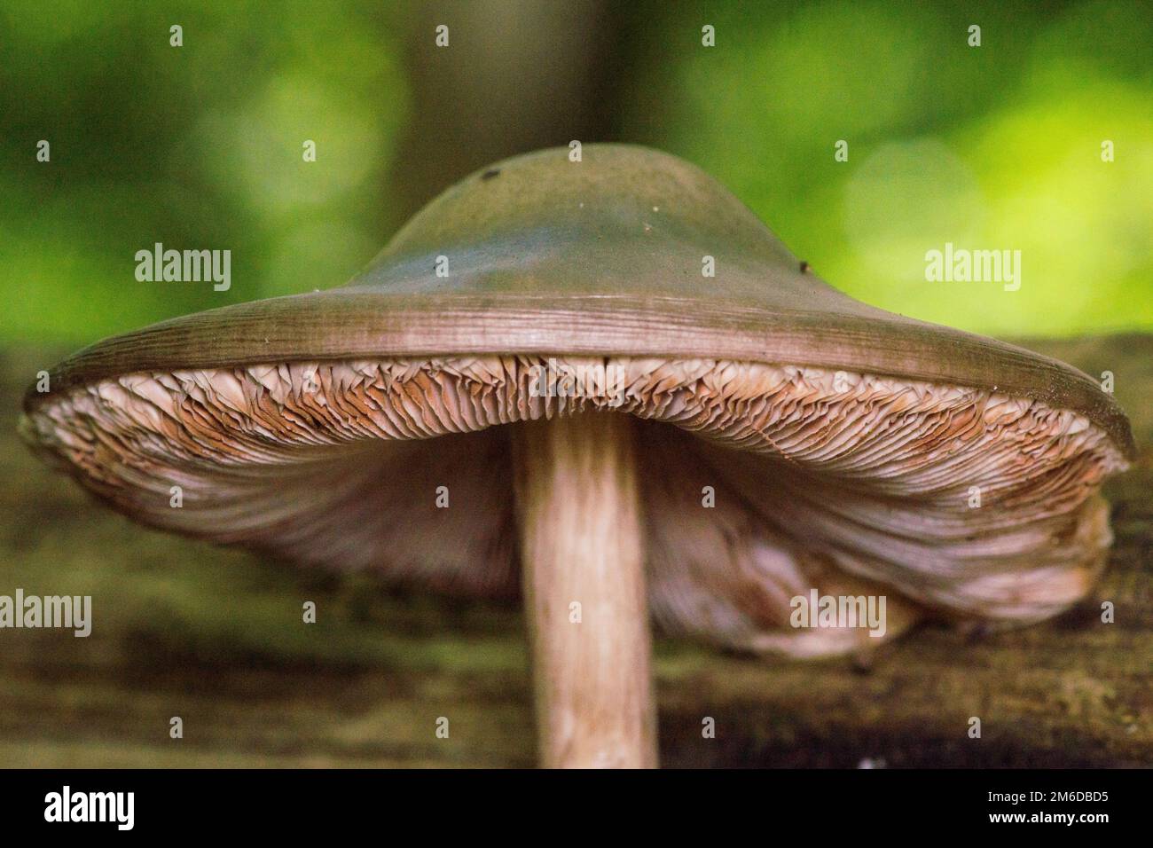 Sotto un fungo nella foresta Foto Stock