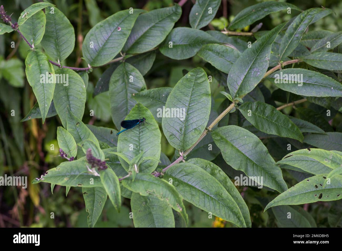 Libellula seduta sulla foglia verde di giorno Foto Stock
