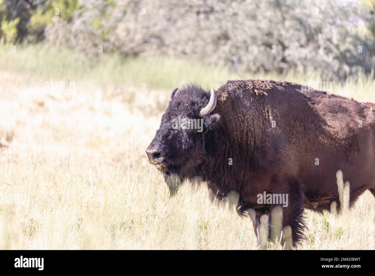Selvaggio bisonte americano, chiamato anche Buffalo, in un programma di conservazione a Antelope Island, Utah, Stati Uniti. Foto Stock
