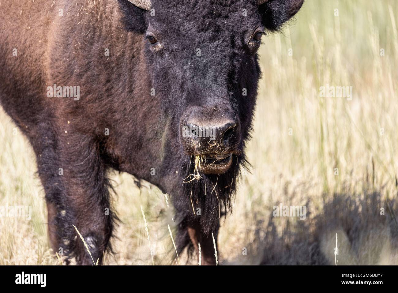 Selvaggio bisonte americano, chiamato anche Buffalo, in un programma di conservazione a Antelope Island, Utah, Stati Uniti. Foto Stock