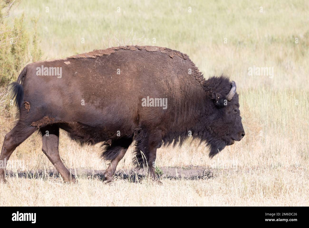 Selvaggio bisonte americano, chiamato anche Buffalo, in un programma di conservazione a Antelope Island, Utah, Stati Uniti. Foto Stock