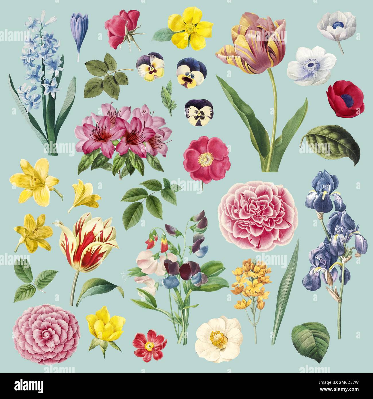 Collezione di fiori splendidamente dipinti Illustrazione Vettoriale