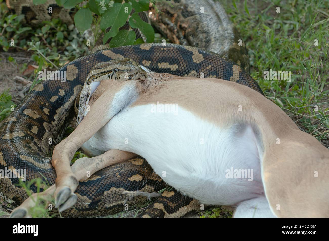 Python in Sudafrica mangiare Antelope Foto Stock