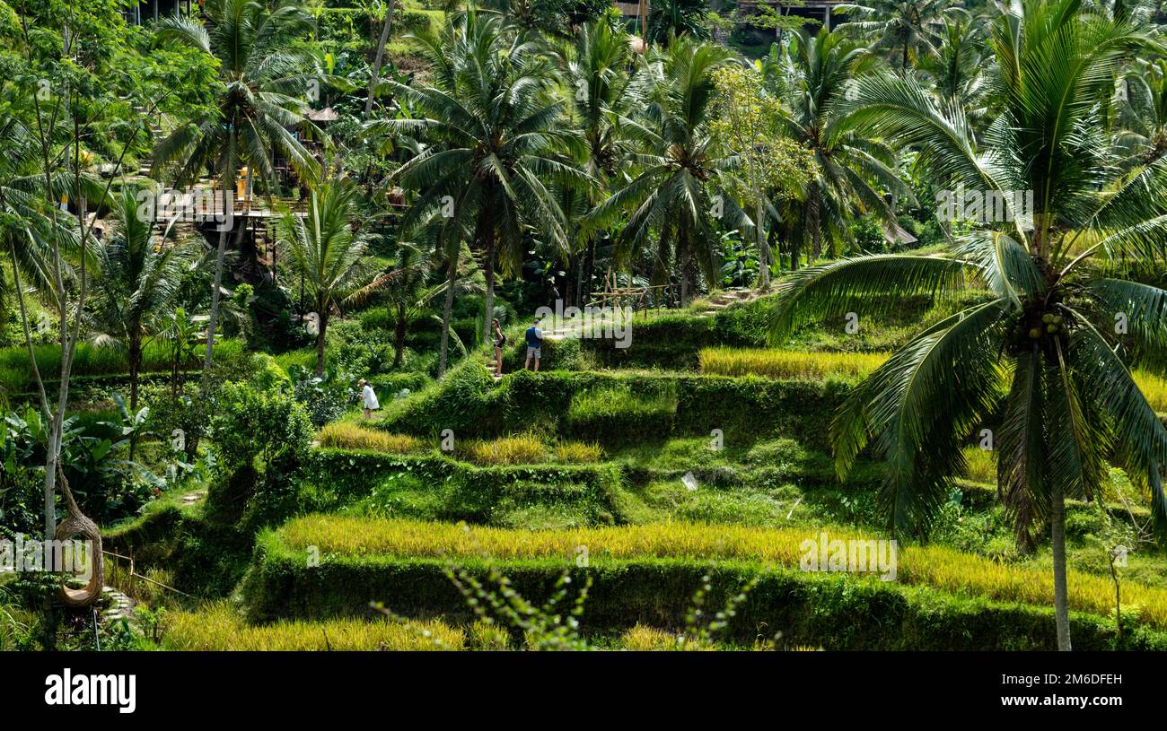 Turisti che camminano attraverso le risaie Tegallalang a Bali Foto Stock