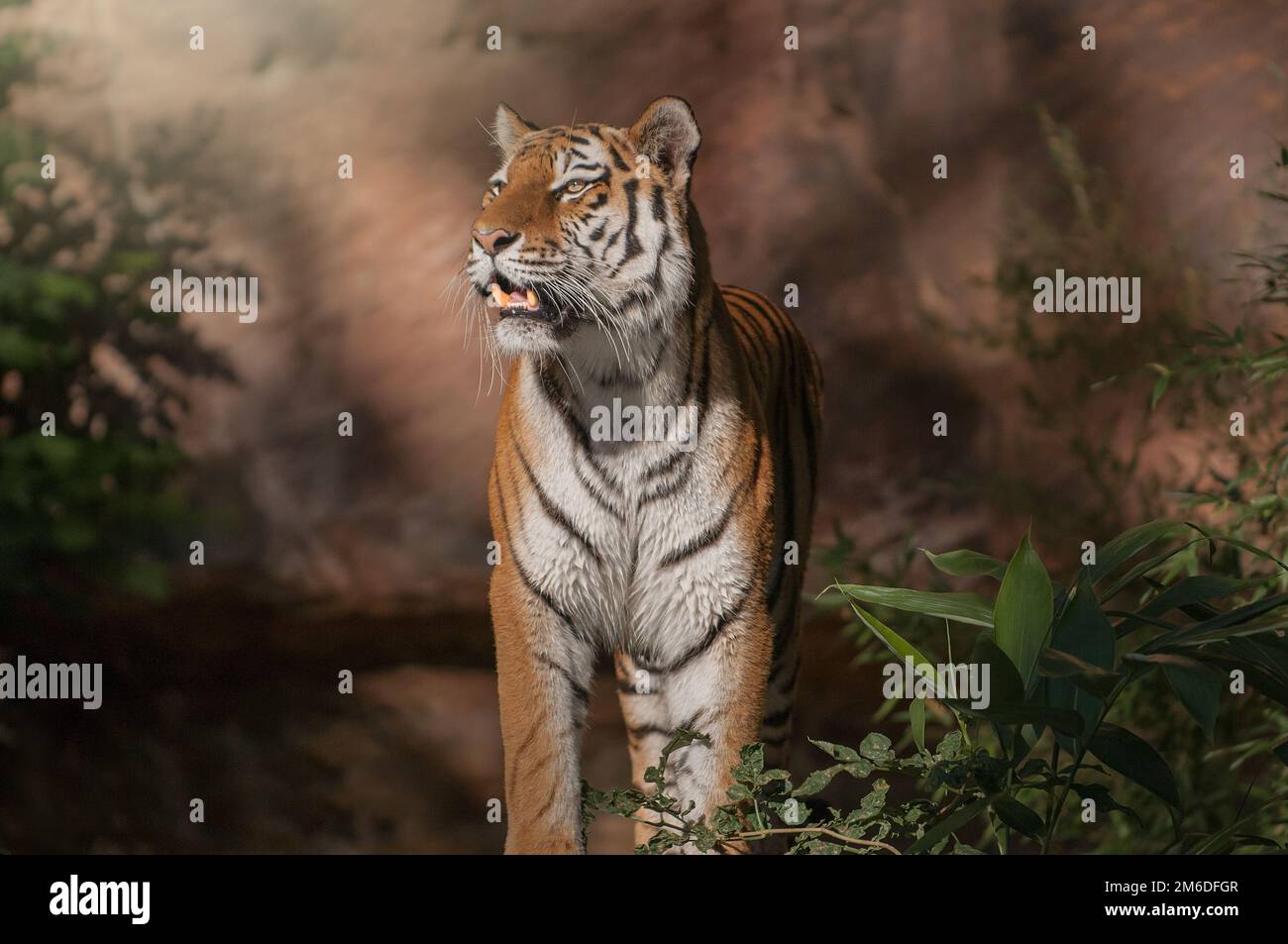 Splendida tigre siberiana che mostra i suoi denti Foto Stock