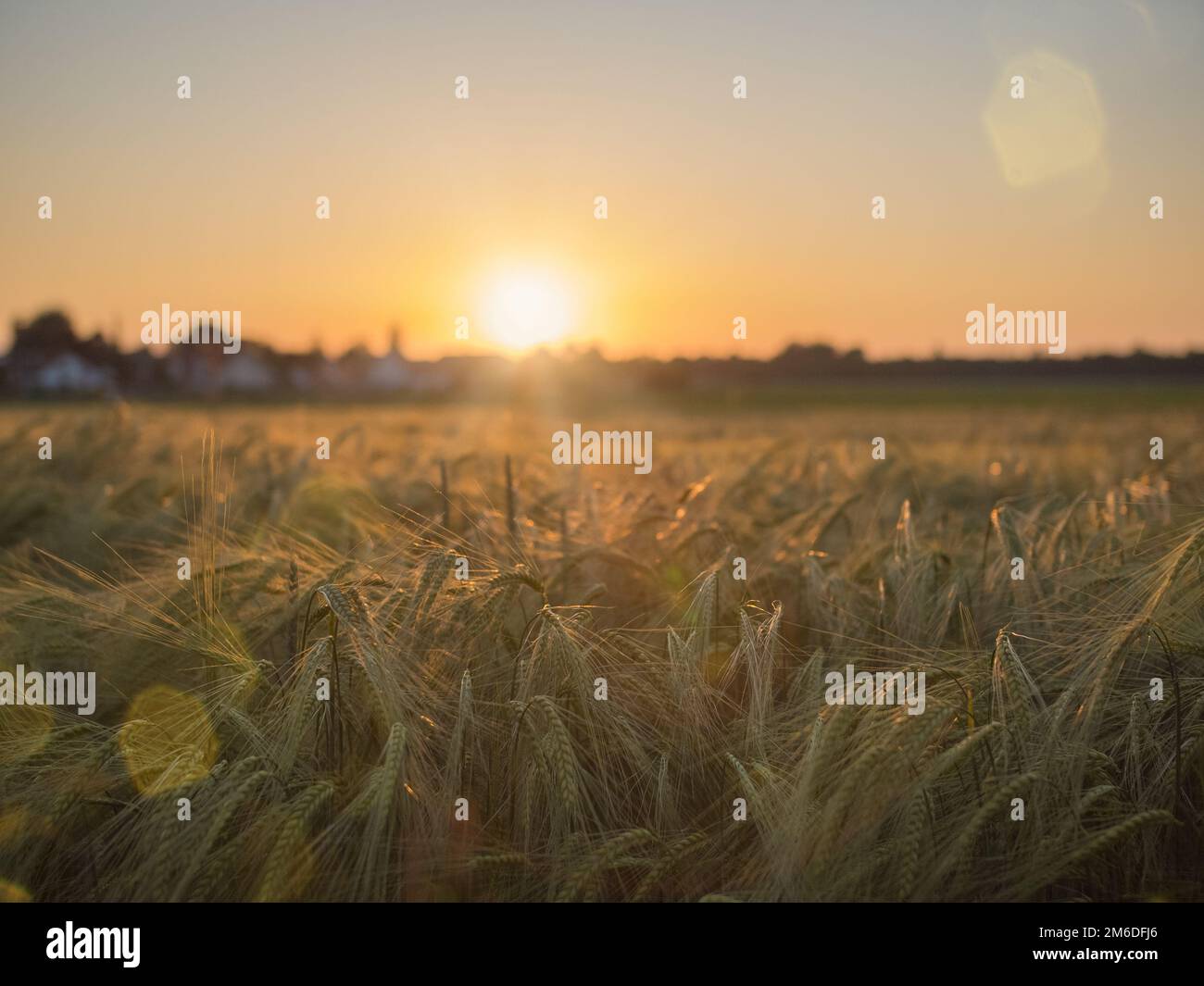 Cornfield al tramonto Foto Stock
